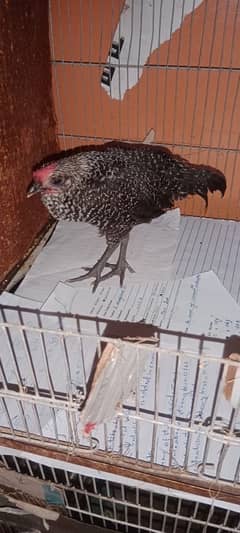 murga murgi chick (patte)