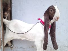 Pateri bakri with Top class 2 males kid