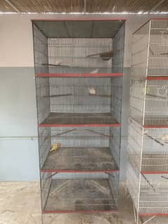 Albino red eye, lutino, dove, hogromo,