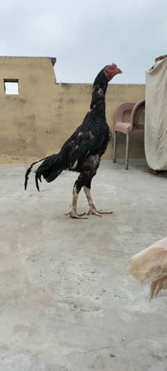 aseel murgha for sale