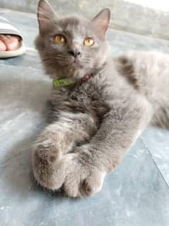 cat