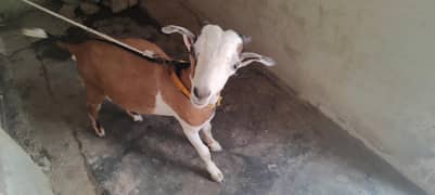 Teddy Bakra