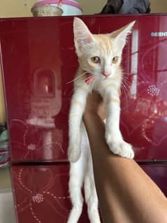 Persian Cat