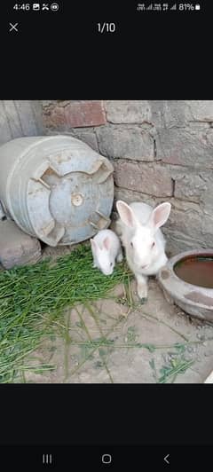 rabbits for sale