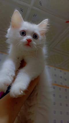 3 months old kitten Persian triple coat