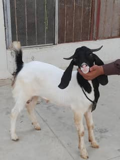 Naqab posh gulabi pink nose tapra male age 6 months