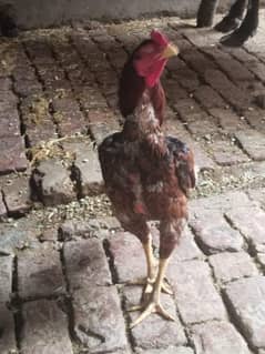 Aseel murga for sale