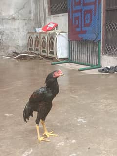 Aseel murga
