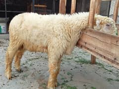 bakra | mundre |chhatre | chatra | kajla | Layla | Kakke chhatre |goat