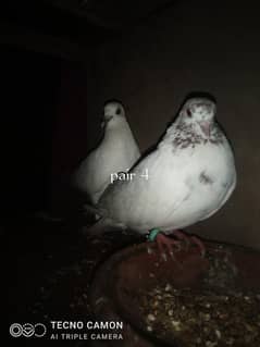 Gola kabutar urgent sell