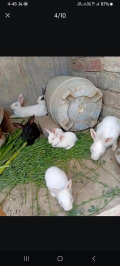 rabbits