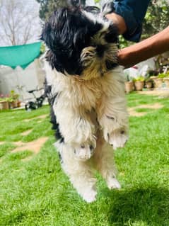 Shitzu male puppy
