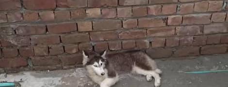 Siberian