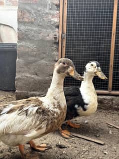 Desi Ducks