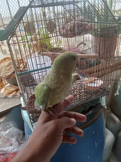 Ringneck tame