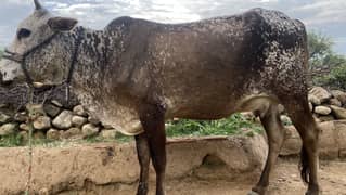 cow