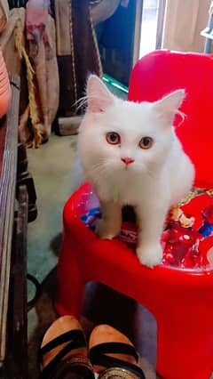 persian male kitten 4 months age