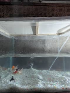 fishes aquarium with 12 fishes for sale