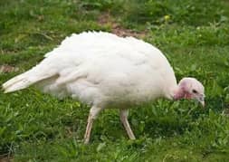 Turkey birds pair Black and White