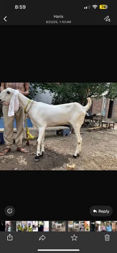 Rajan puri beetal cross