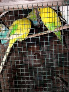 Australian Birds up for sale