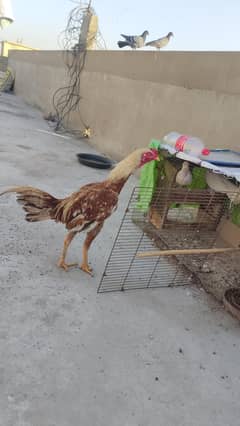 aseel murgha murgi breeder pair egg laying