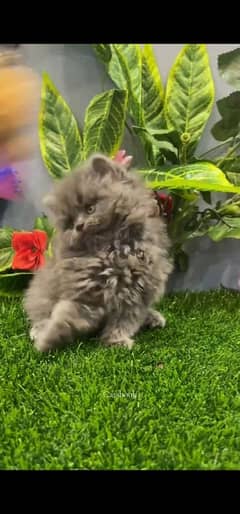 blue eyes white Persian kitten|Triple long coat |WhatsApp. 03250387943