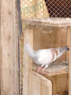 Pigeons