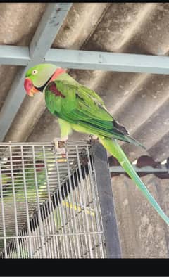 raw parrat  and all motashan