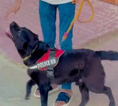 labra