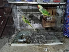 Raw Parrots pair
