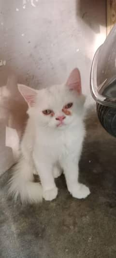 Persian 2 cat male female for sale