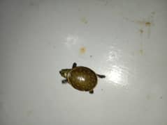 turtle