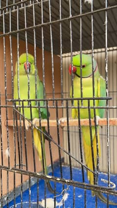 Ringneck Pair