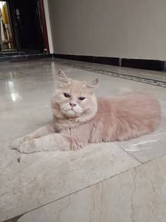 5 month old Cute Persian cat