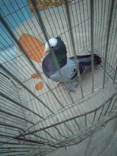 male
