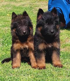 show quality gsd lowbak pair for sale