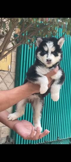 hasky puppies pure breed My WhatsApp number 03001868066