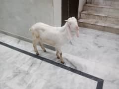 Gulbi  male