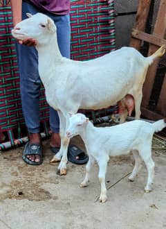 Fancy Teddy Bakri With kid