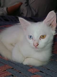 Persian