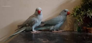 Blue chicks