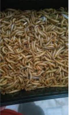 meal worms 3 rupees pr piece
