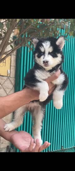 hasky puppies pure breed My WhatsApp number 03001868066