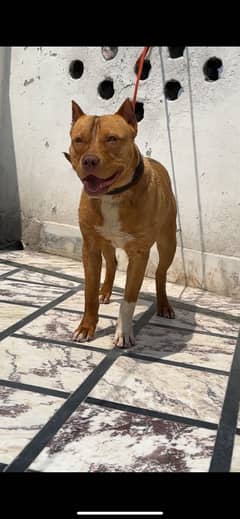 Pitbull Male