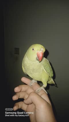 Hand tamed ring neck for sale