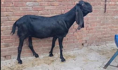 pure Amritsari nasli bakri / heavy body / goat / bakri / bakra - Goats ...