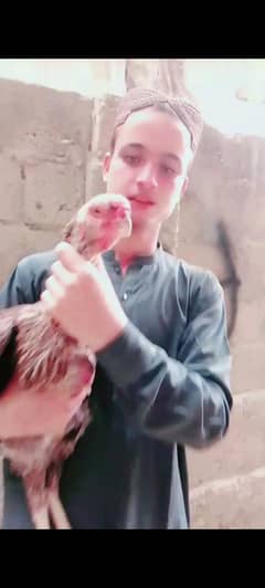 Qandhari