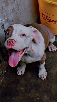 American bully pocket size