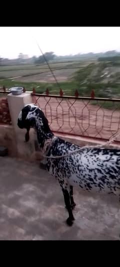 1 month ki cross dasi bakri  urgent sell
